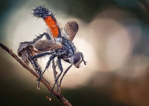 Спящая модница