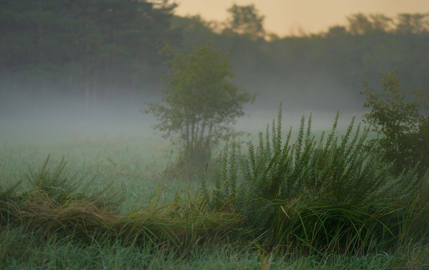 осень листва утро лес туман, Александр Жарников