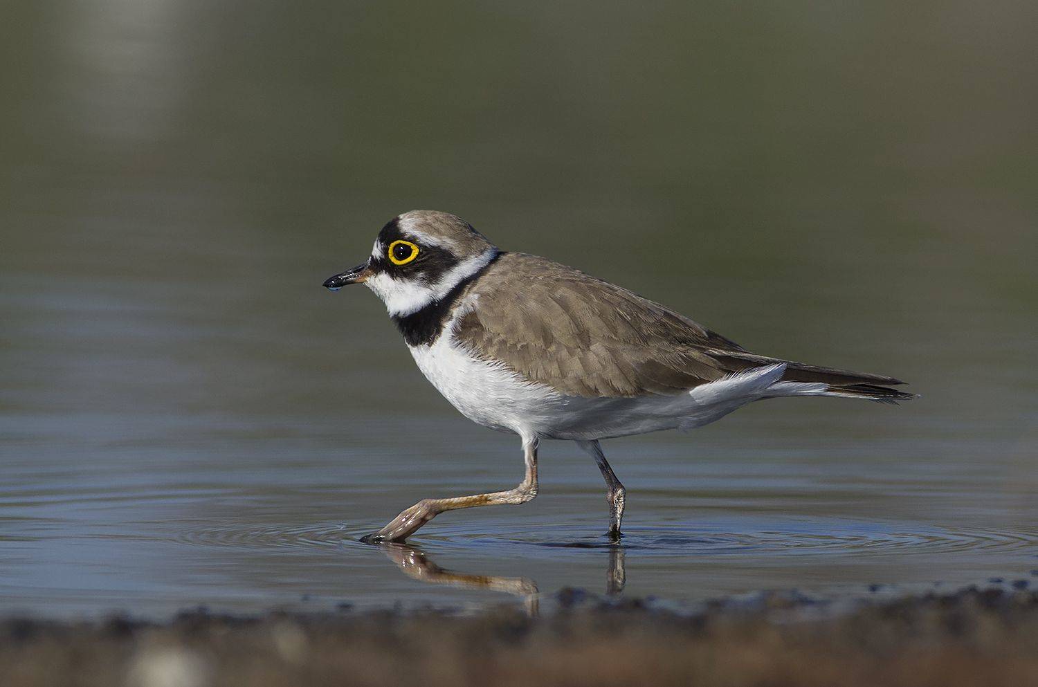, Евгени Стефанов