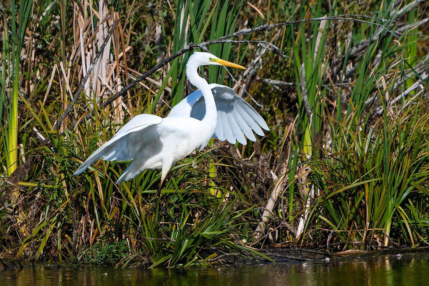 , Александр Абросимов