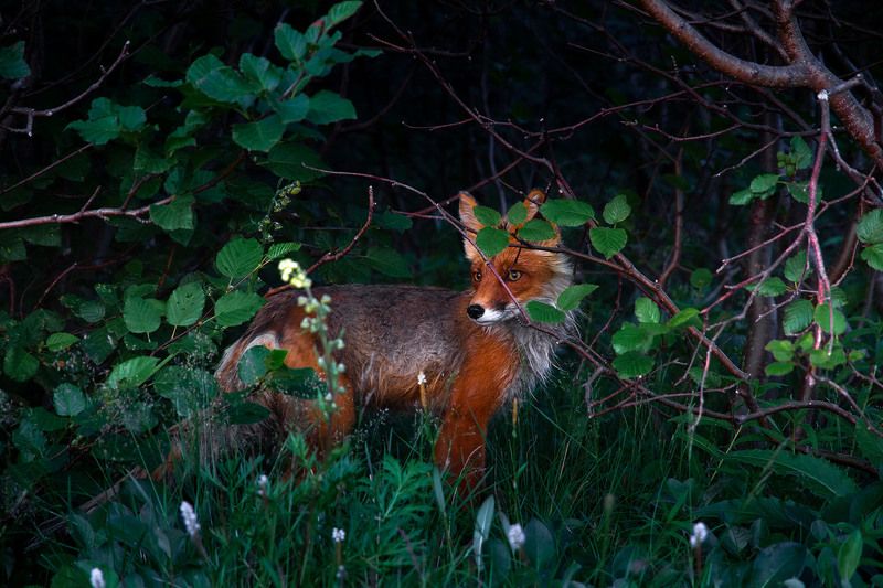 Лиса, камчатка, природа, краски Рыжая фото превью