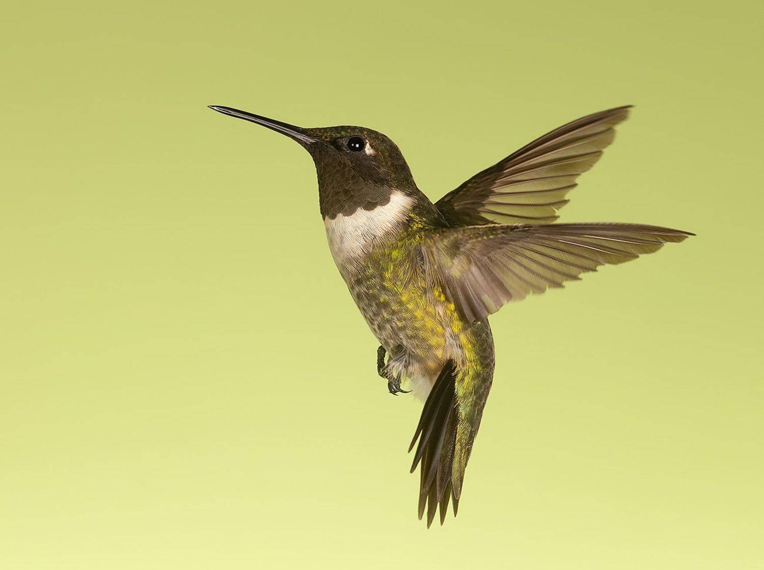 колибри,ruby-throated hummingbird, hummingbird, Elizabeth Etkind