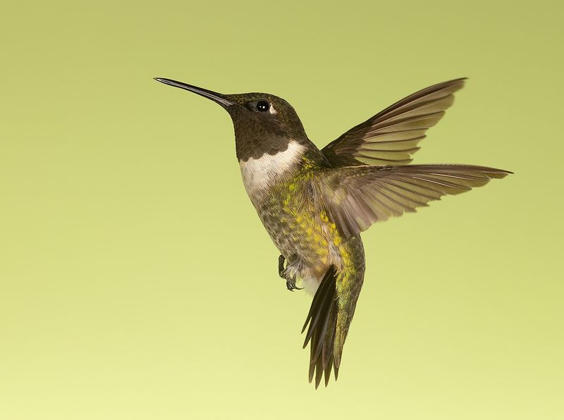 колибри,ruby-throated hummingbird, hummingbird Ruby-throated Hummingbird male -Рубиновогорлый Колибри фото превью