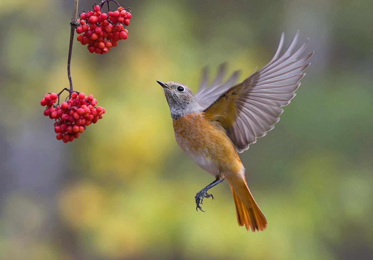 горихвостка,бузина.ягоды,полёт, Иван