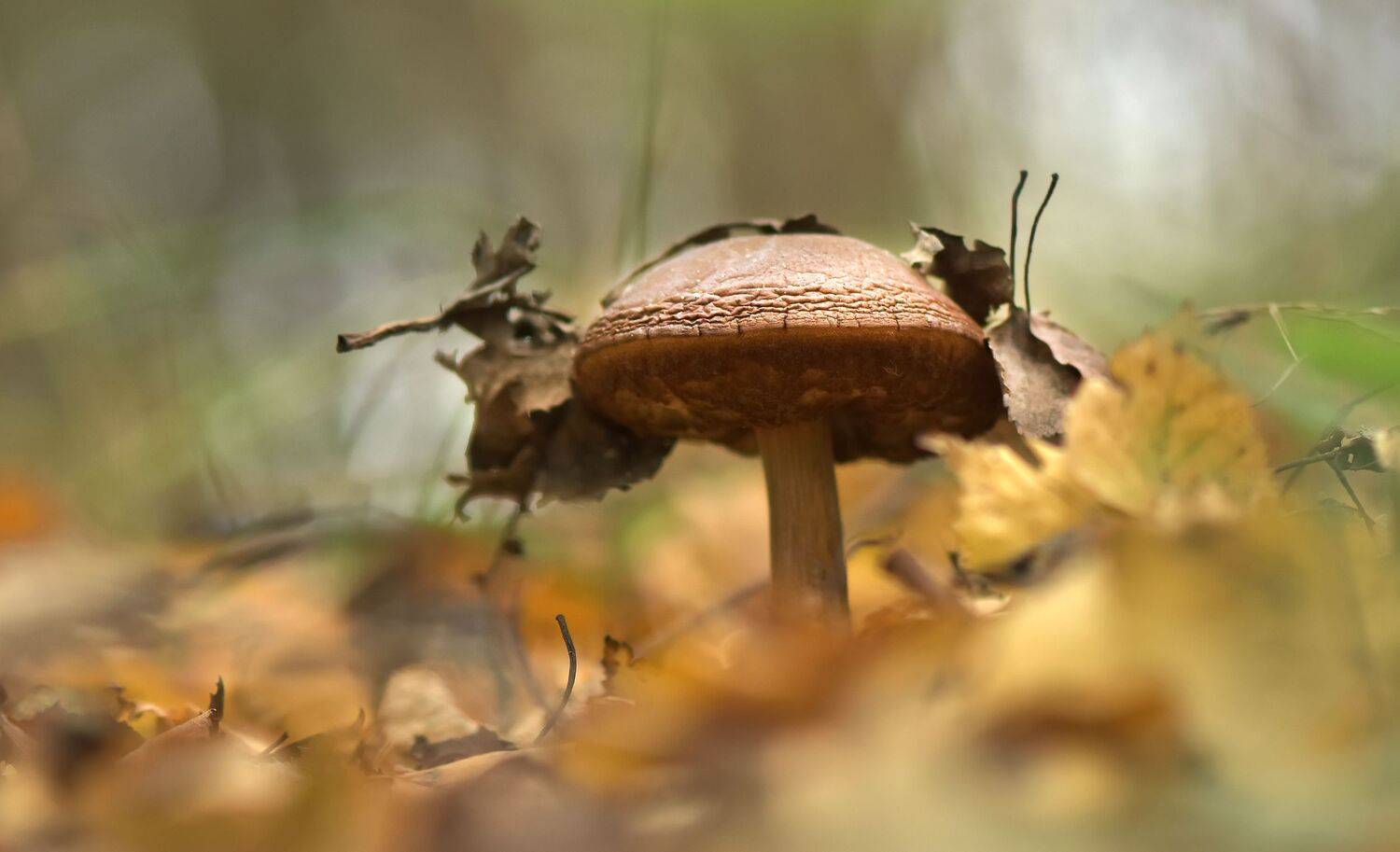 , Макеев Алексей