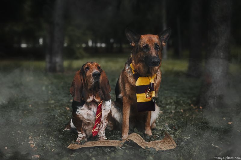 овчарка, бассет, Гарри Поттер, сказка, лес По мотивам Гарри Поттера фото превью