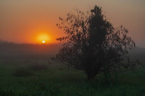 Foggy sunset.