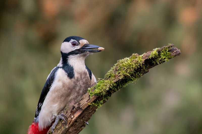 птицы, дятел, wildlife, birds, great spotted woodpecker Большой пестрый дятел фото превью