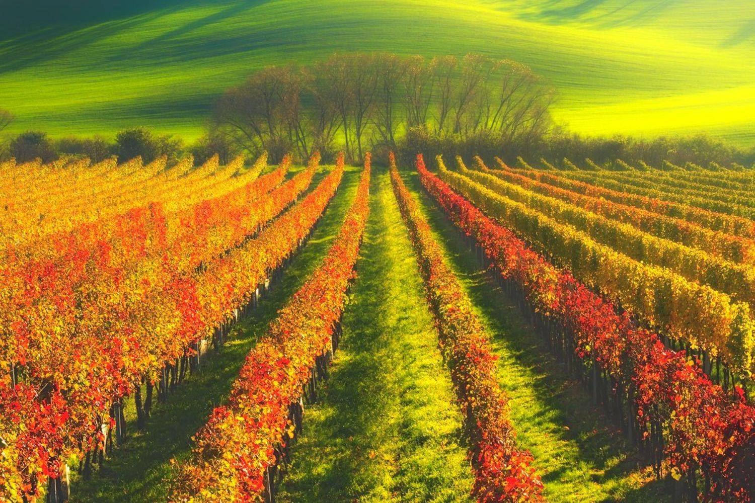 landscape,autumn,moravia,canon, Iza i Darek Mitręga