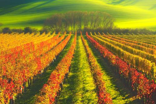 Autumn In The Vineyard...