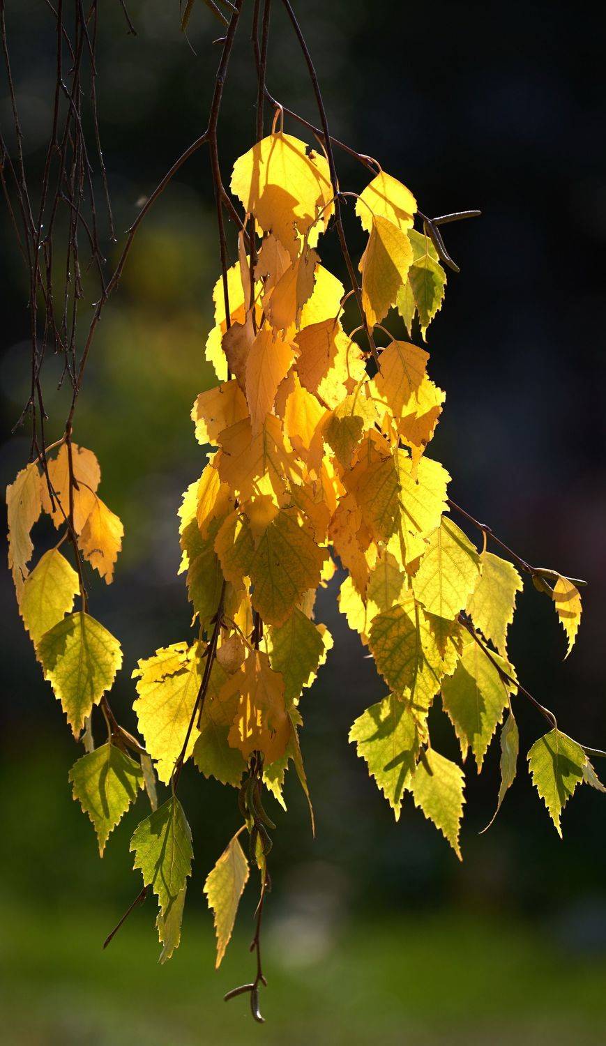 , Владимир Краснов