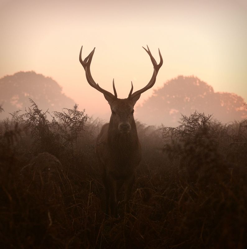 B O S S фото превью