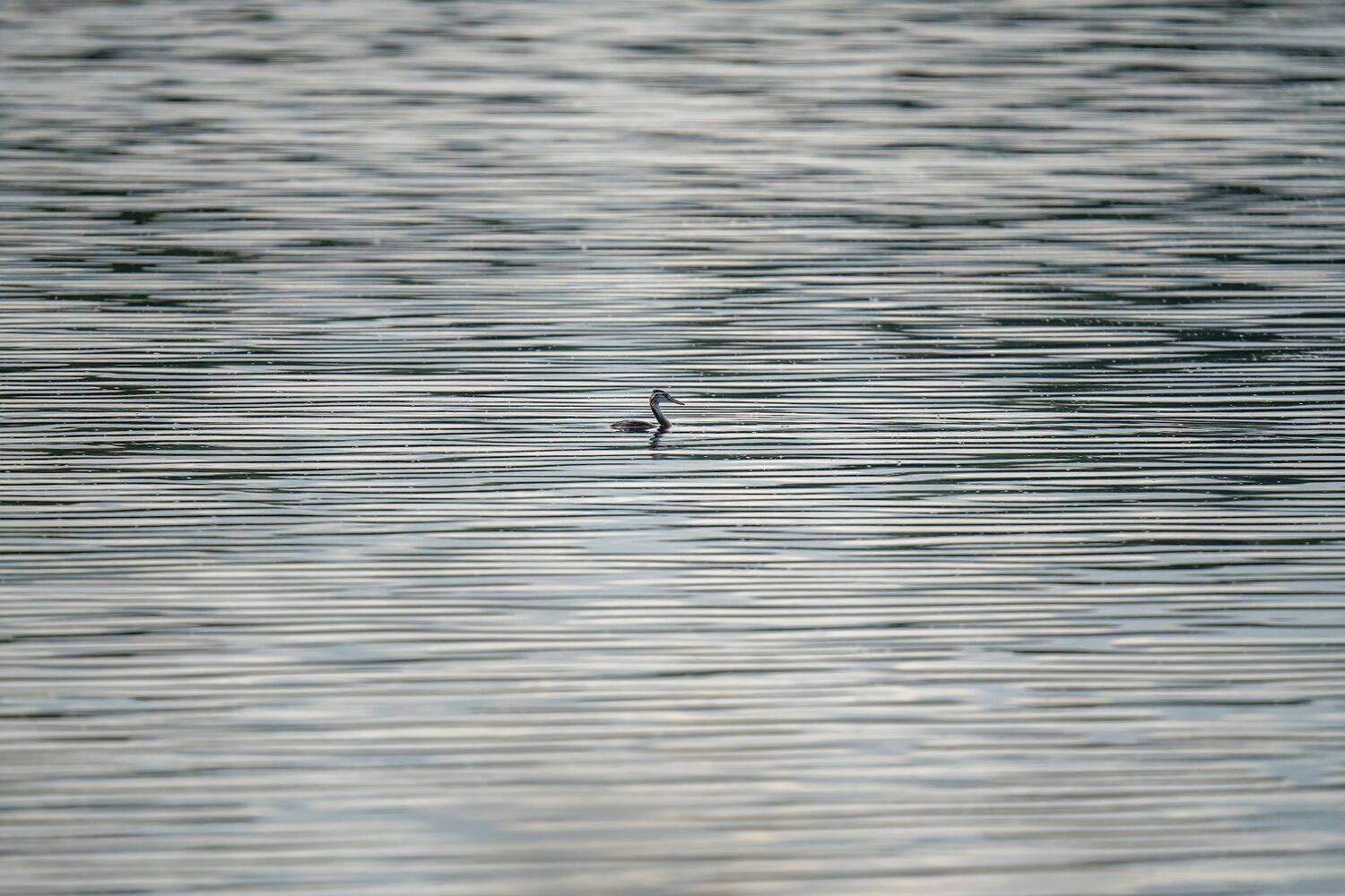 , Константин Дэм