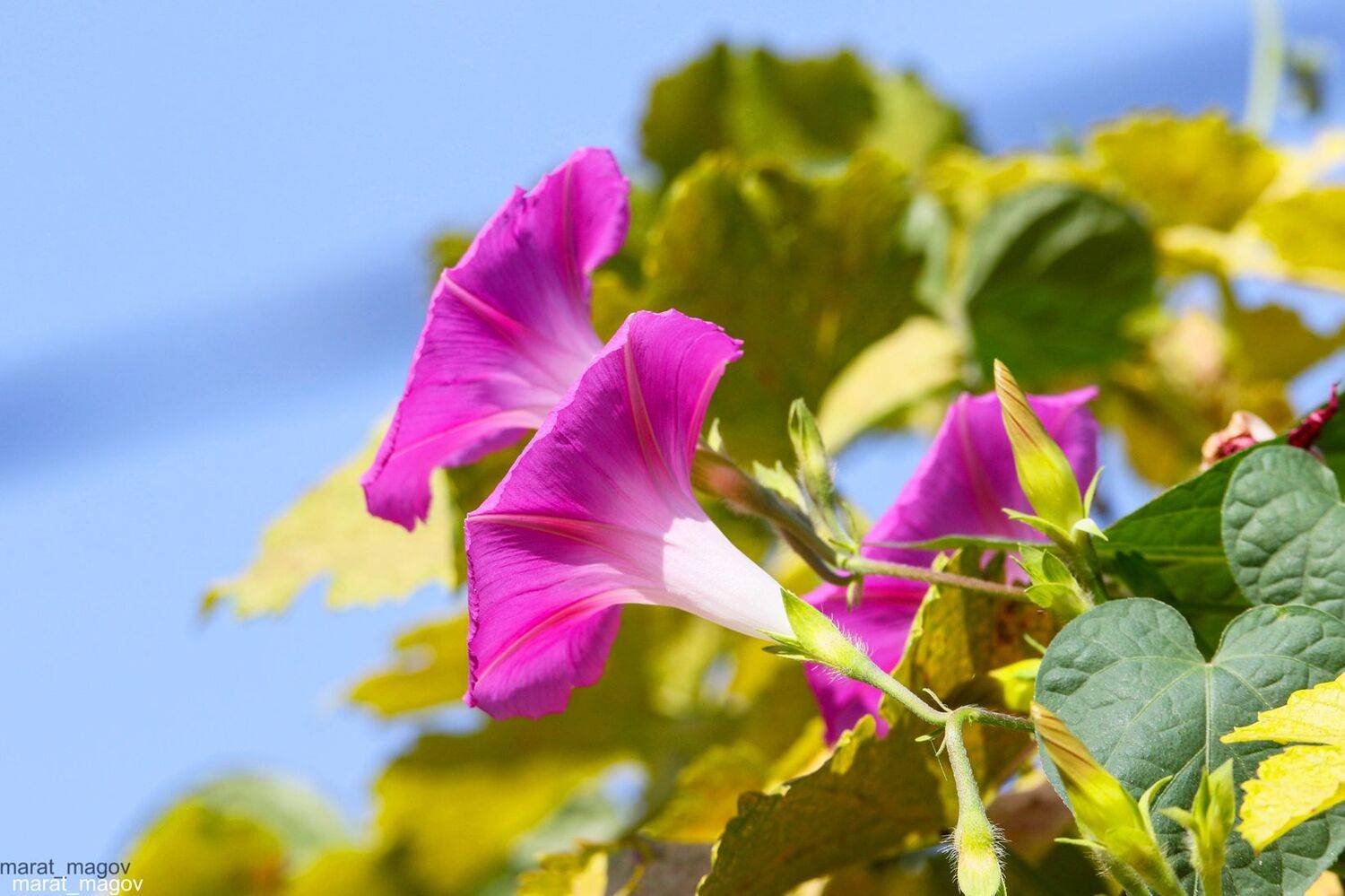 флора,природа,цветы,, Marat Magov