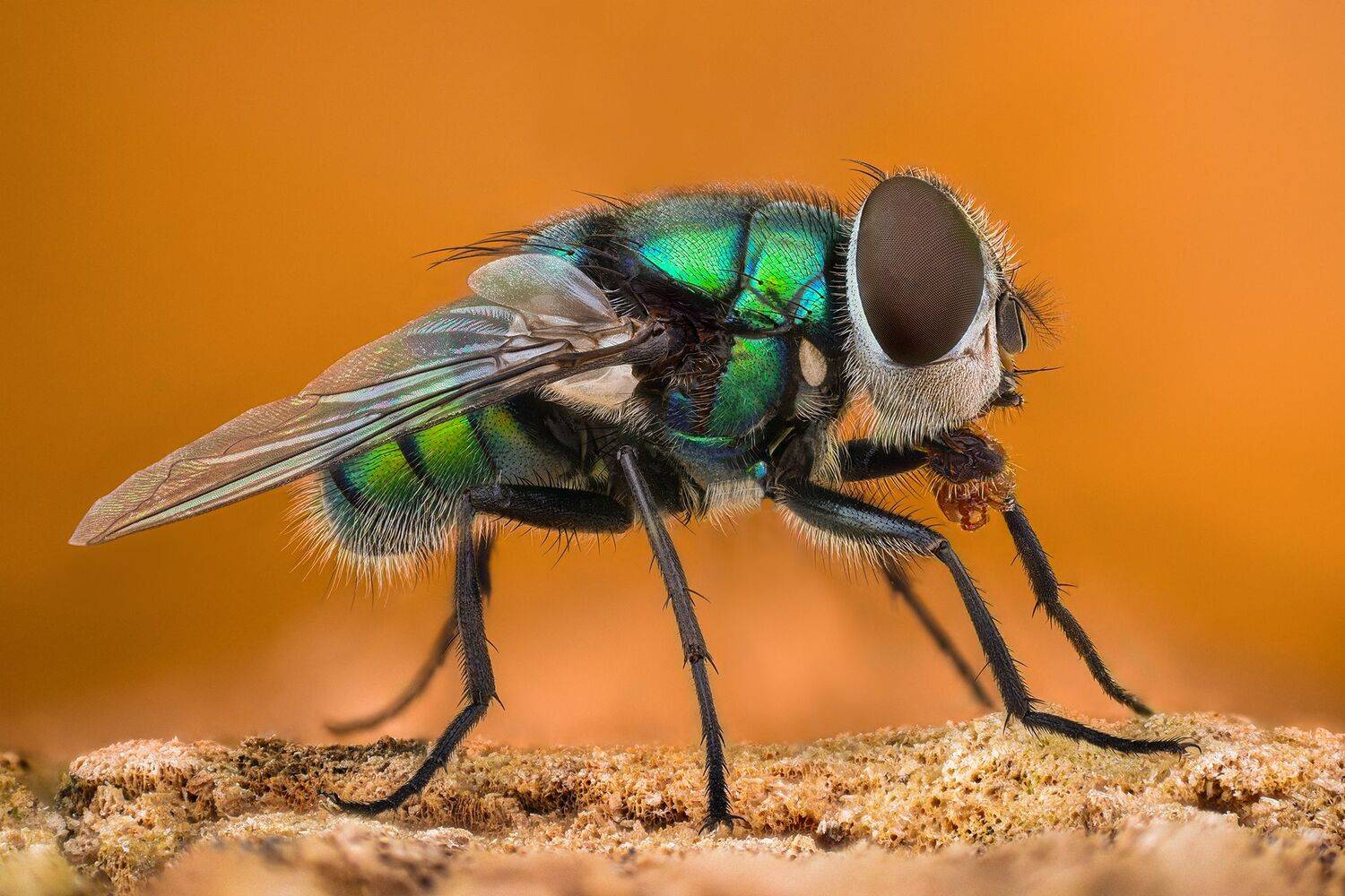 ceclii, nikon d5600,macro,lomo3.7, Tsvetan Ganev