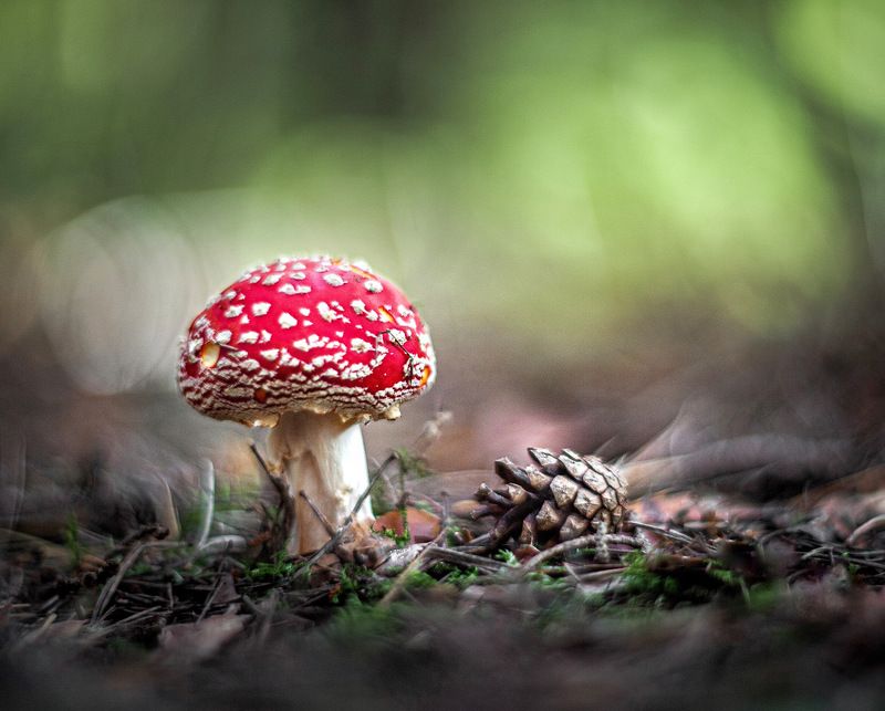 Лесные красавцы фото превью