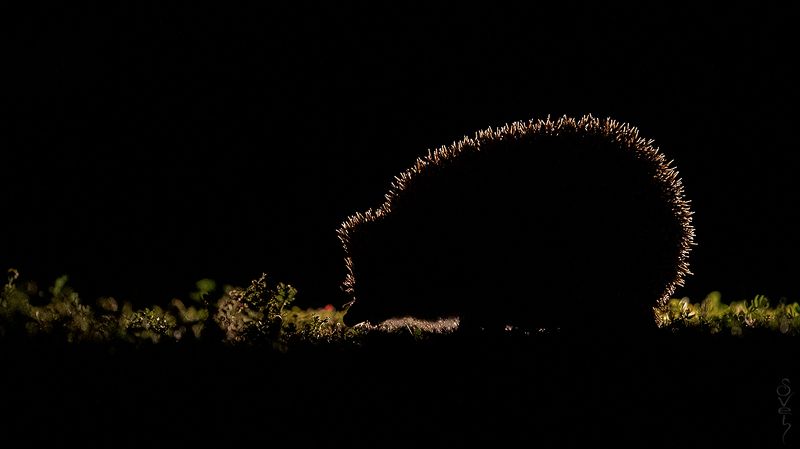 ёж ёжик фото превью