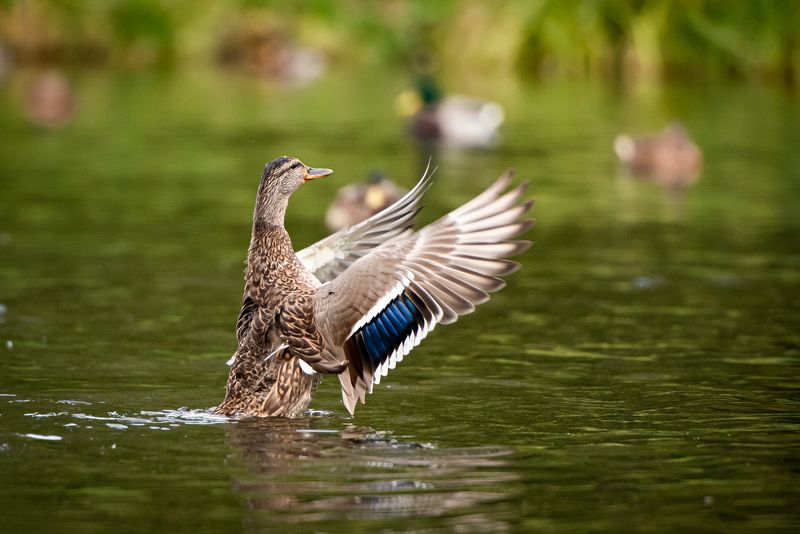 Дирижер фото превью