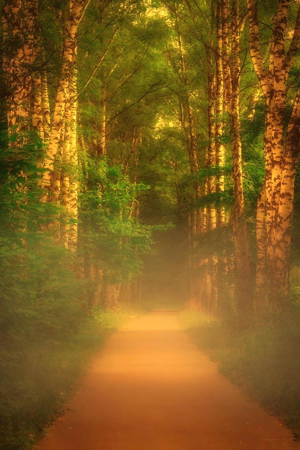 пейзаж, природа, nature, landscape, туман, аллея, Julia Kaissa