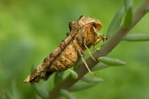 Совка Агатовая (Phlogophora meticulosa)