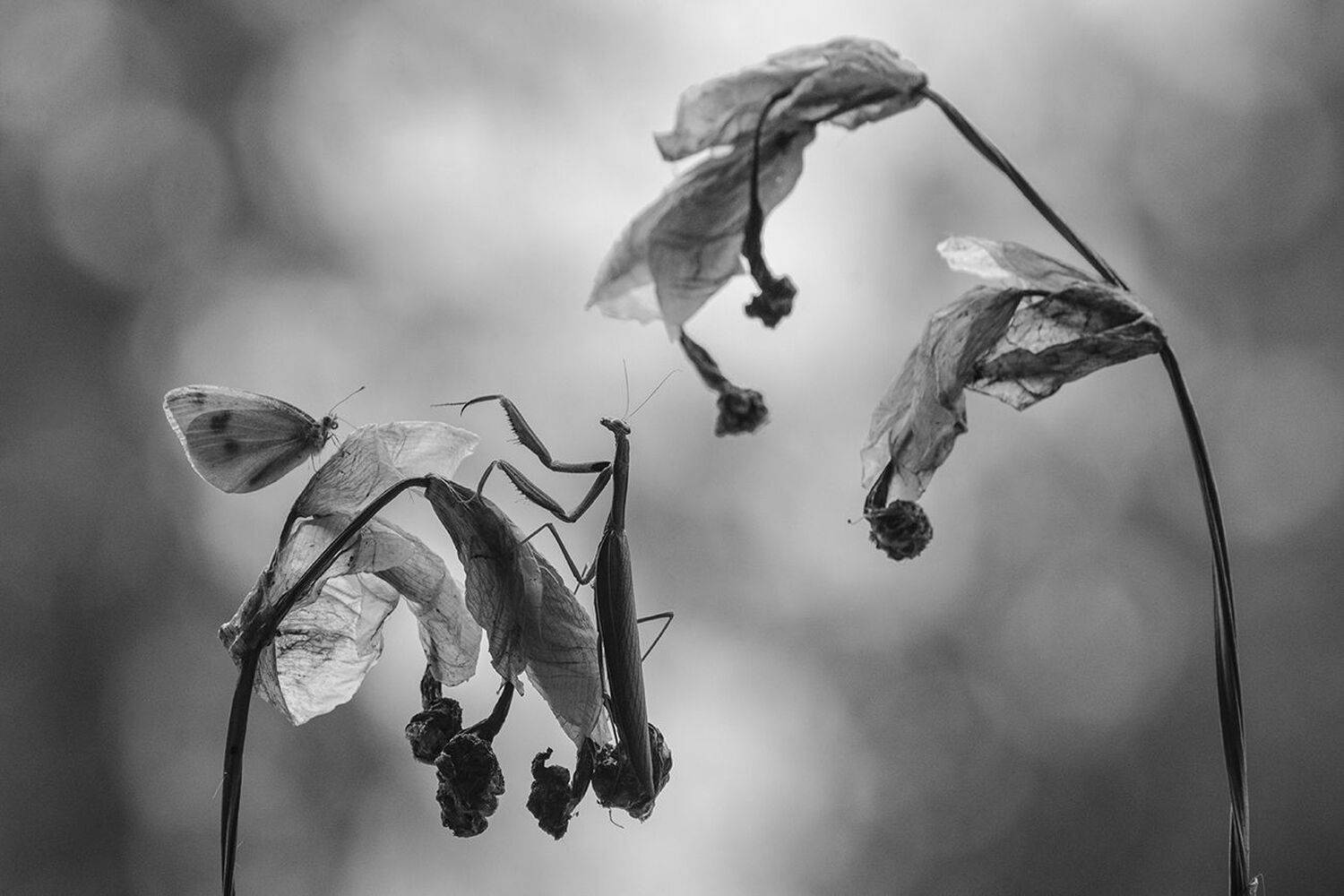 богомол, Михаил Агеев