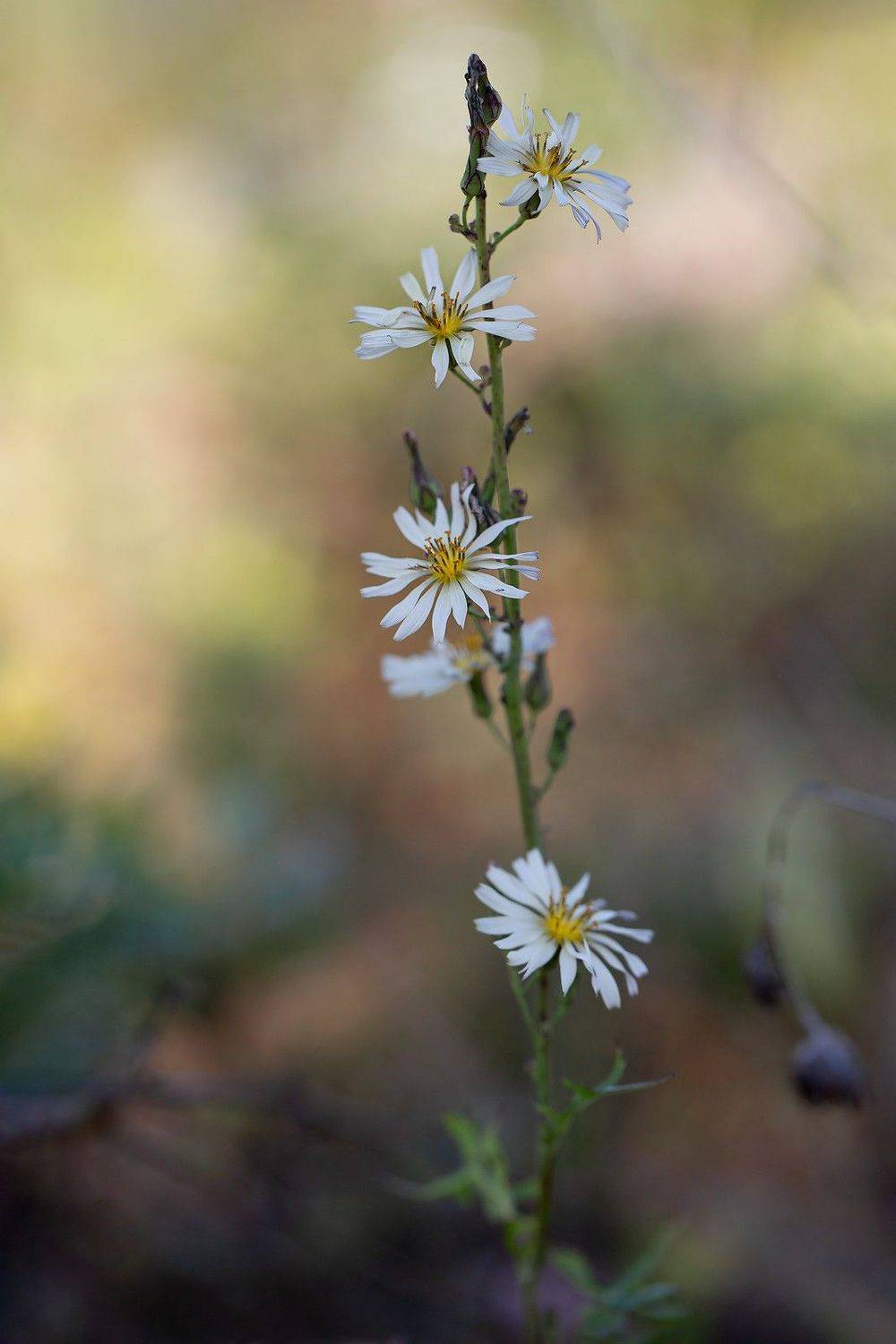цветы осень сентябрь, Евгений Слободской