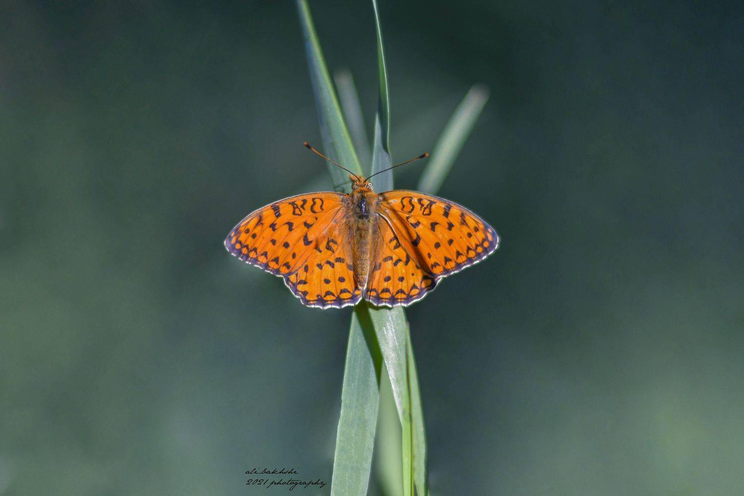 #insects #insect #bug #bugs #bugslife #macro #closeup #nature #animals #animals #instanature #instagood #macrogardener #macrophotography #creature #creatures #macro_creature_feature #photooftheday #wildlife #nature_shooters #earth #naturelover #lovenature, ali bakhshi