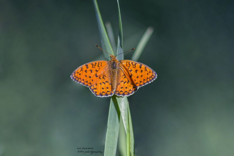 #insects #insect #bug #bugs #bugslife #macro #closeup #nature #animals #animals #instanature #instagood #macrogardener #macrophotography #creature #creatures #macro_creature_feature #photooftheday #wildlife #nature_shooters #earth #naturelover #lovenature orange фото превью