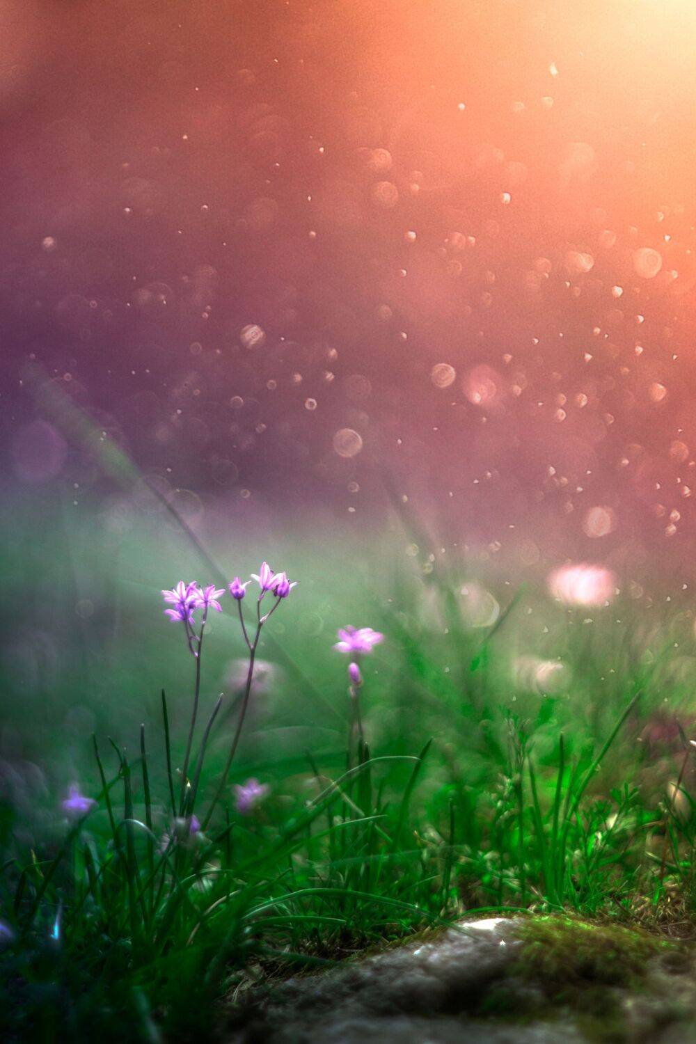 green,bokeh,zenit,helios,85mm,flowers,nature,blue,pink,red,light,dark,,pink,, Борислав Алексиев