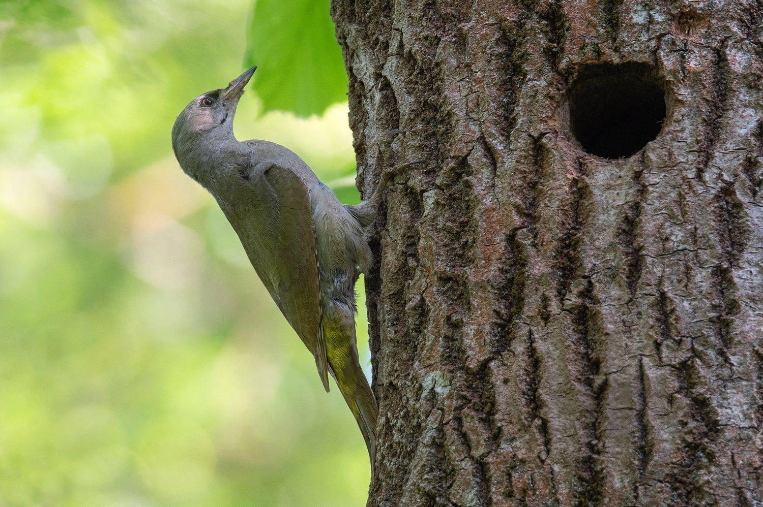 птица седой дятел, Руслан Сигушин