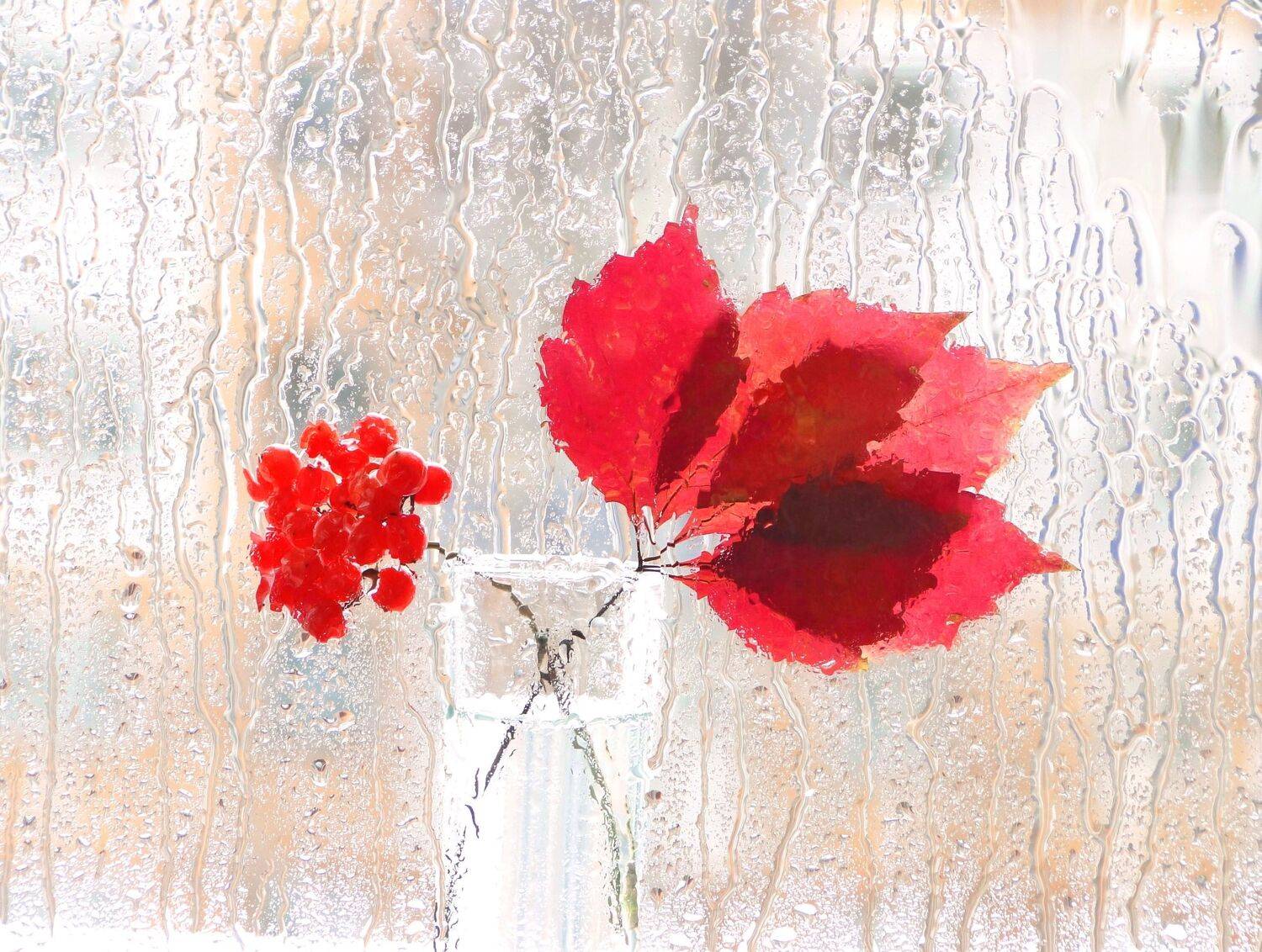 натюрморт, фотонатюрморт, осень, листья, калина, дождь, наталья казанцева, Наталья Казанцева