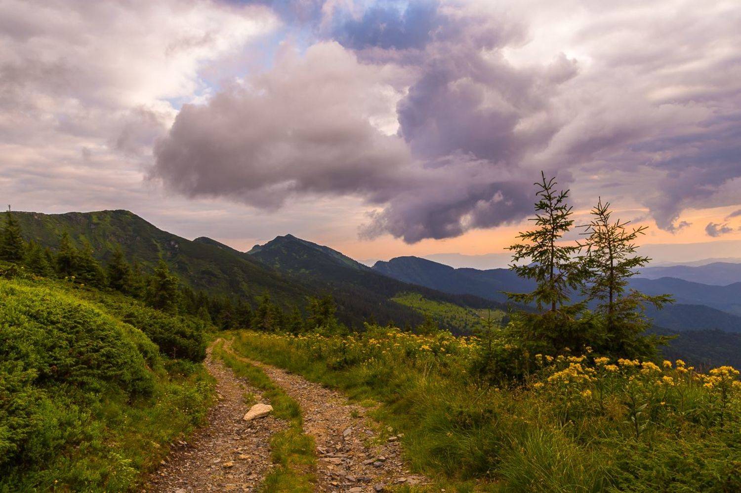 , Александр Подрез
