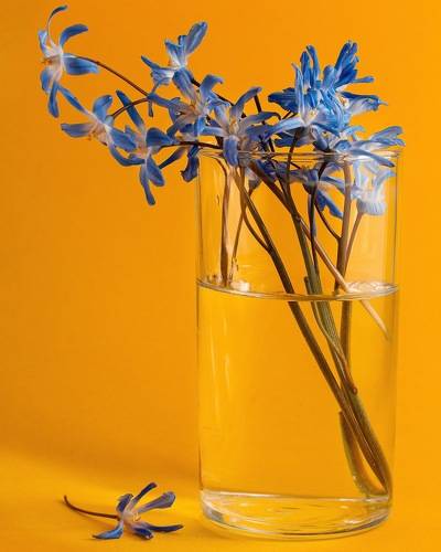 still life blue flowers in yellow light