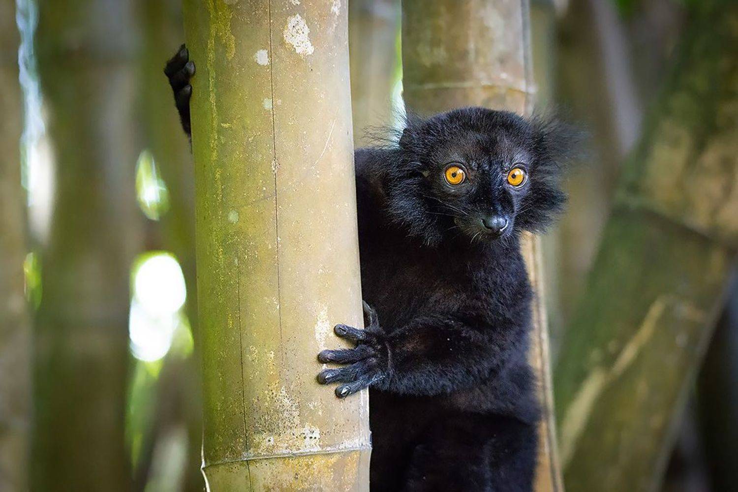 , Сергей Савви