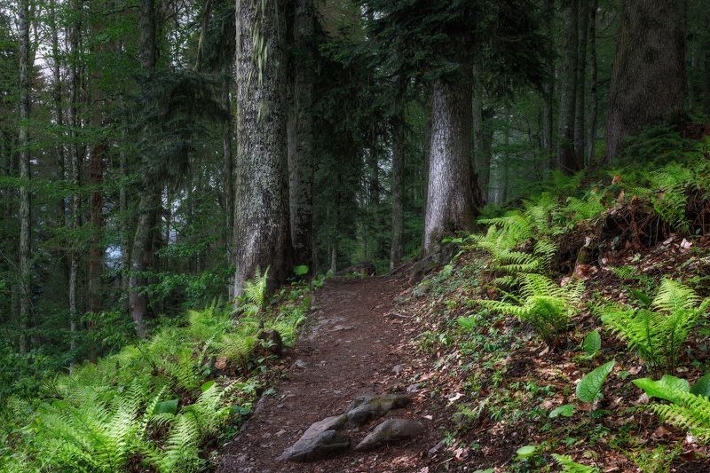 пейзаж Древний лес фото превью