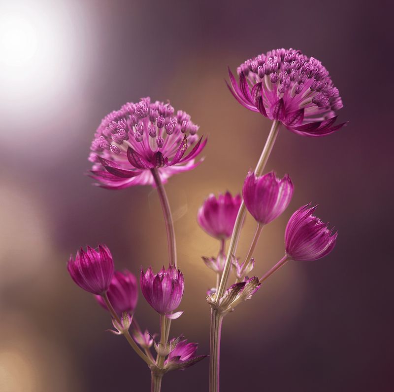 Star of Fire фото превью