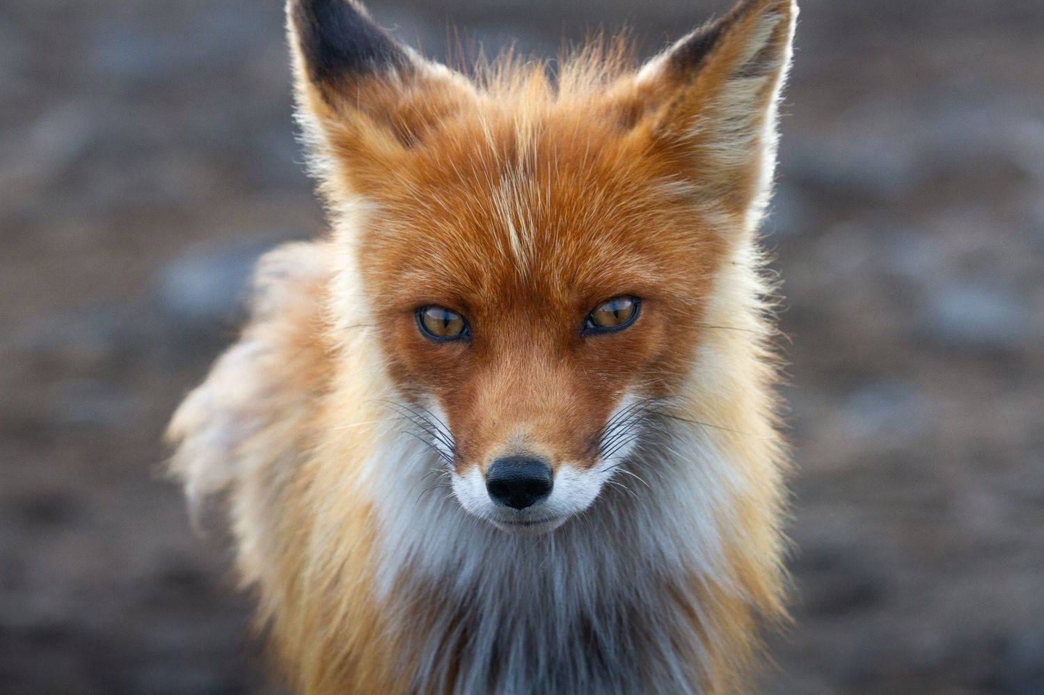 лиса, камчатка, животные, природа, Слащилина Нина