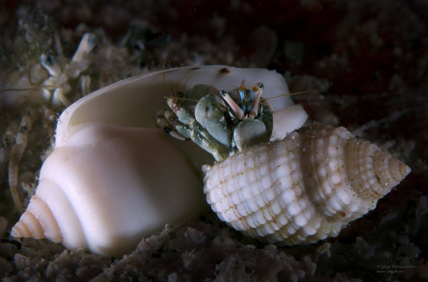 подводное фото подводный мир хургада египет жогло zhoglo красное море, Юрий Перевозников