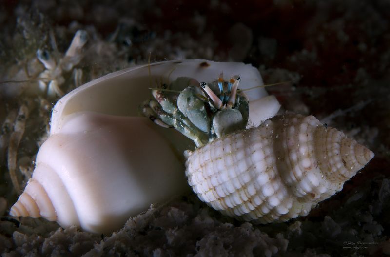 подводное фото подводный мир хургада египет жогло zhoglo красное море Битва фото превью