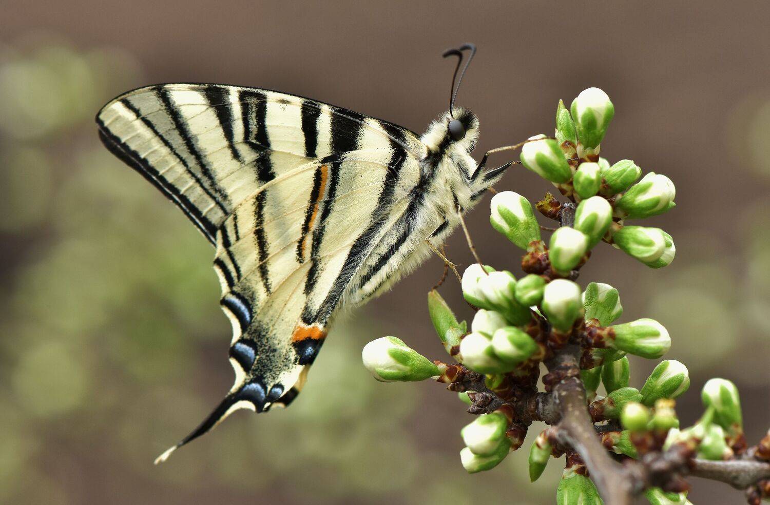 , Макеев Алексей