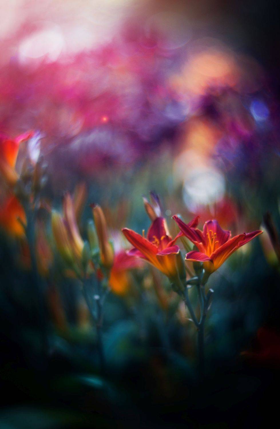 green,bokeh,zenit,helios,85mm,flowers,nature,blue,yellow,red,light,dark,bee,pink,, Борислав Алексиев