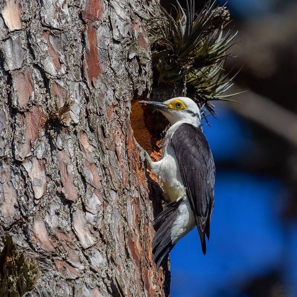 птицы, уругвай, Елена Давыдова