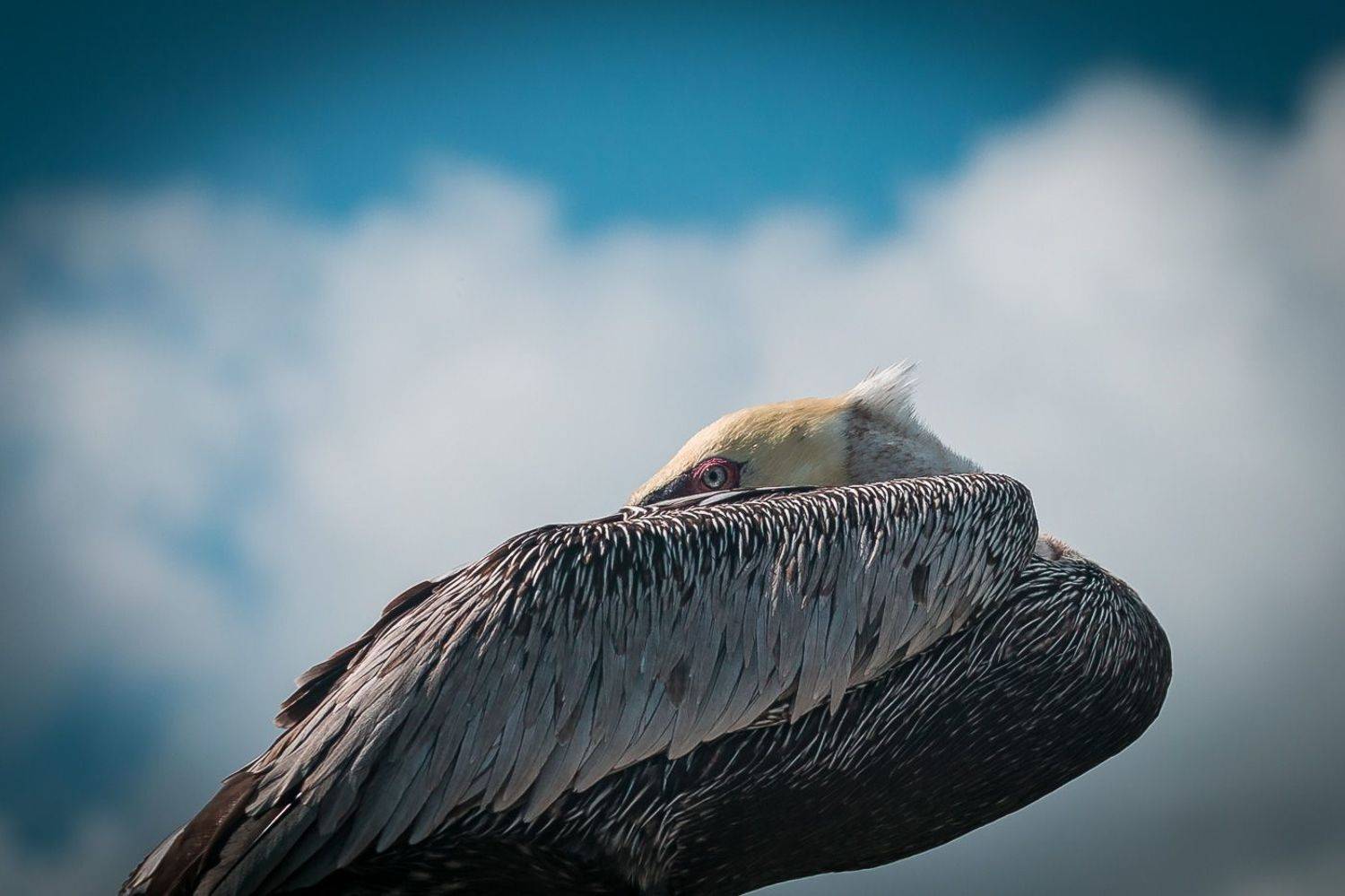 птицы, пеликан, wildlife, birds, лето, brown pelican, Алексей Юденков