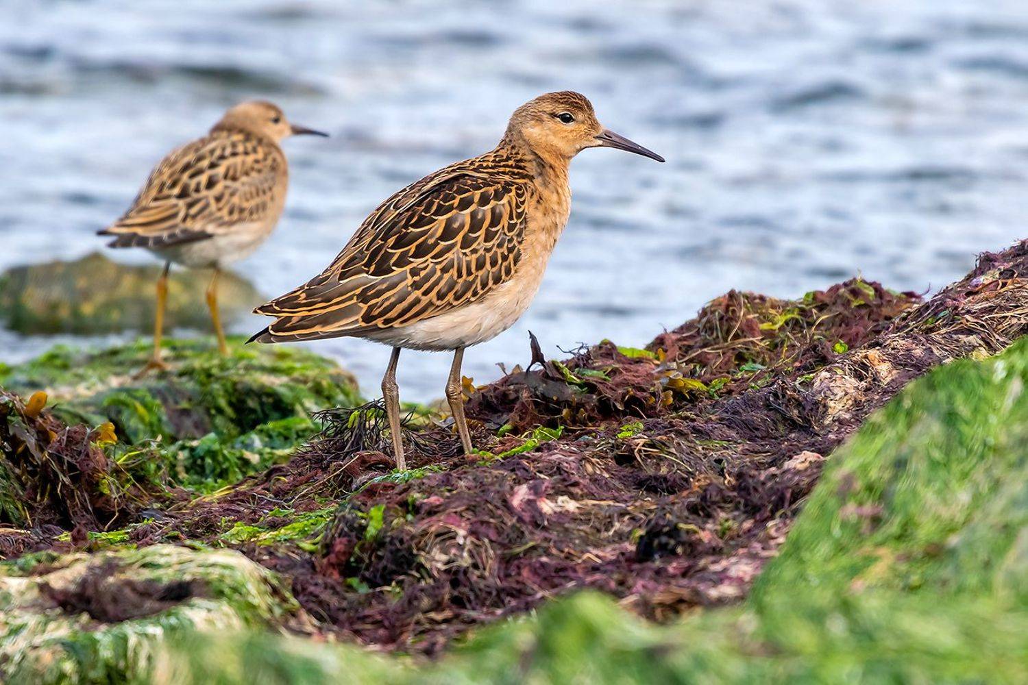 , Александр Абросимов