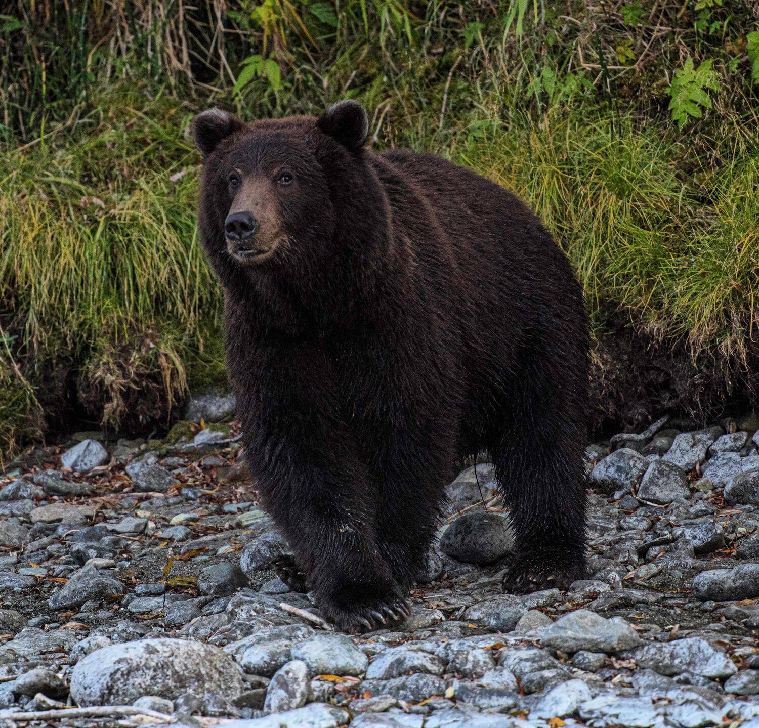 медведь река камчатка, Karasev Pavel