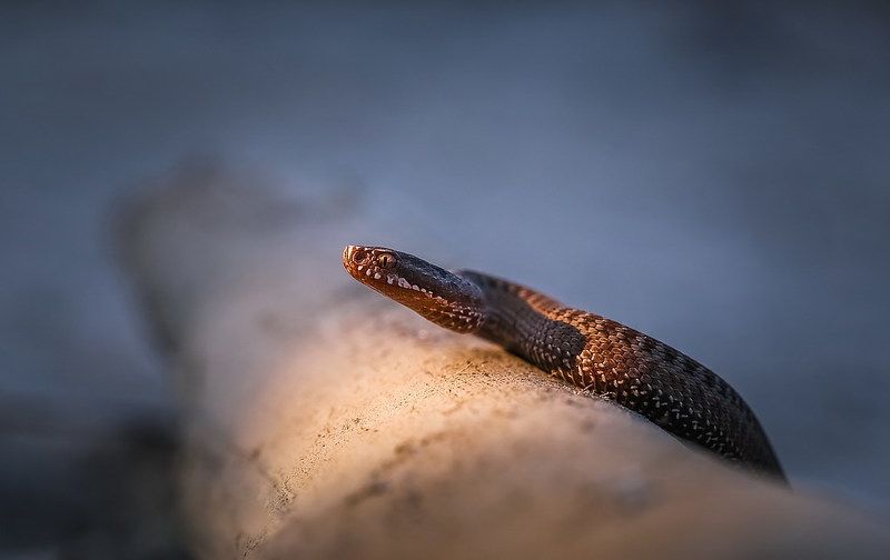 Провожая уходящий день... фото превью
