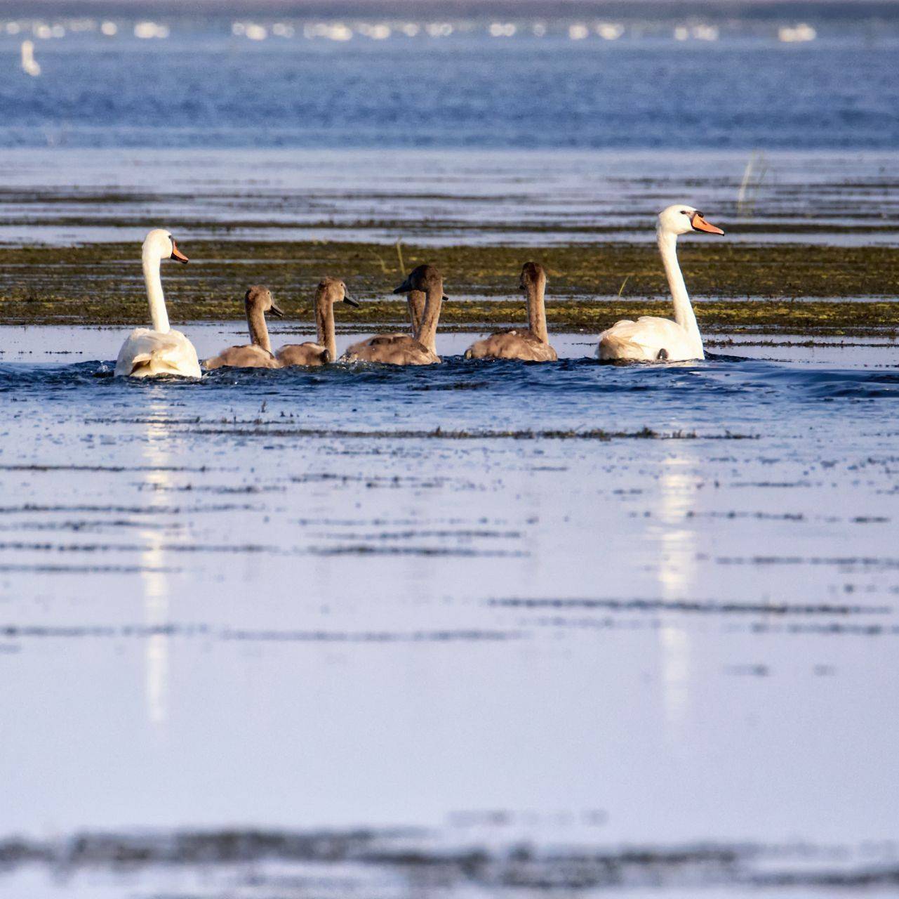 заповедник,дельта волги,лебеди., Анатолий Салтыков