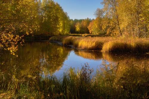 Рыжая река, заросшие берега