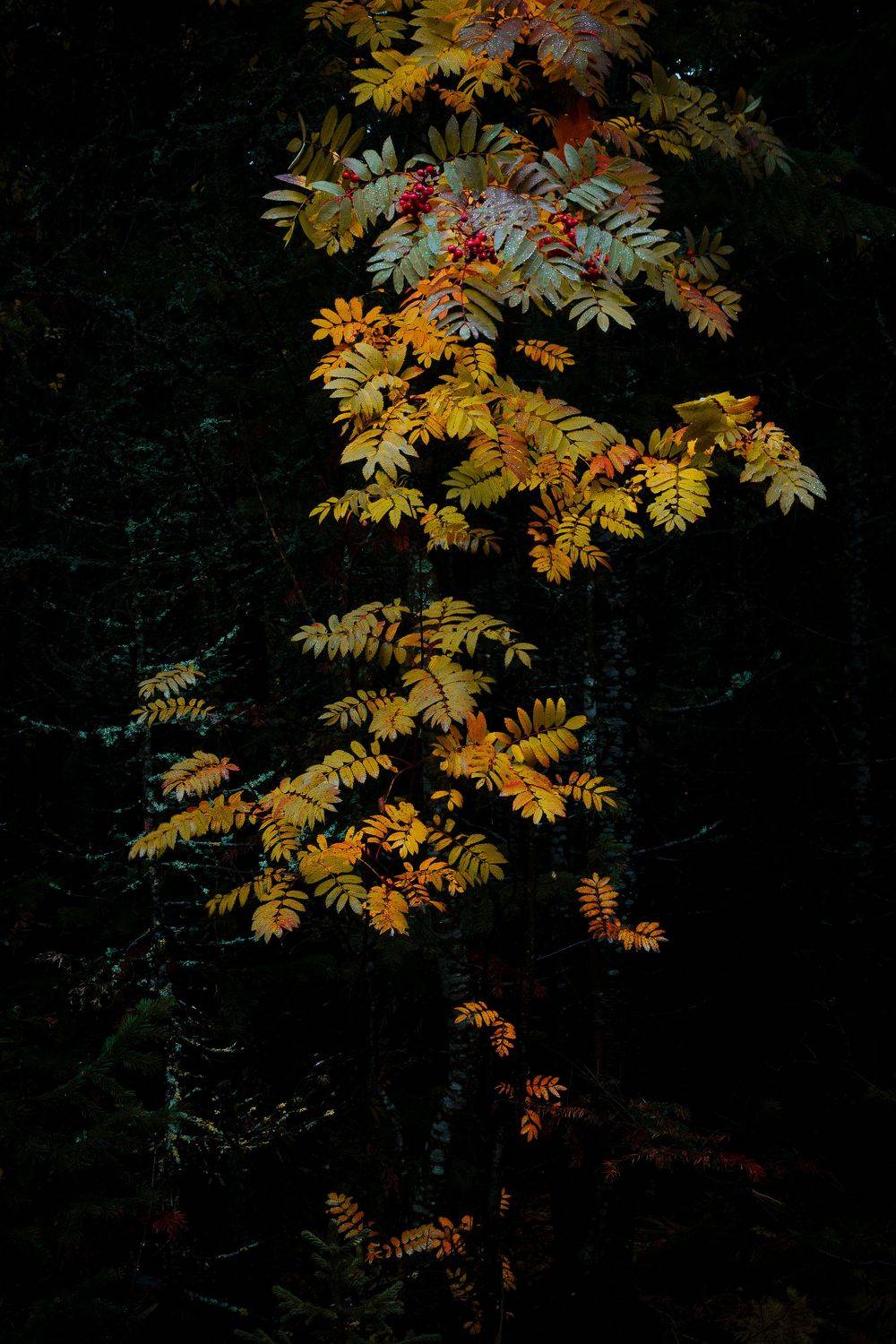 , Даниил Силантьев