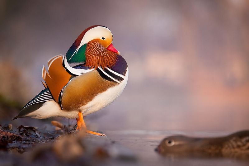 Mandarin duck фото превью